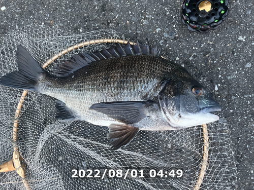 クロダイの釣果