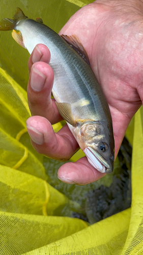 アユの釣果