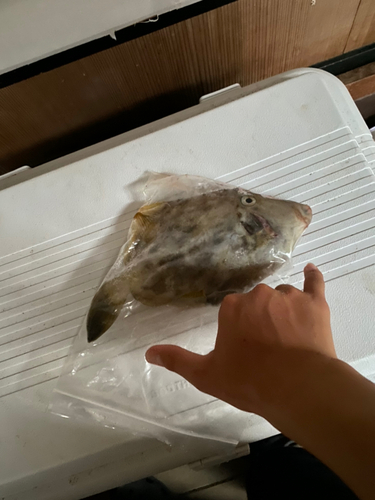 カワハギの釣果