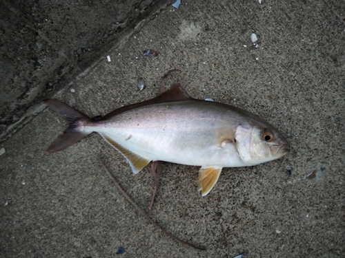 ショゴの釣果