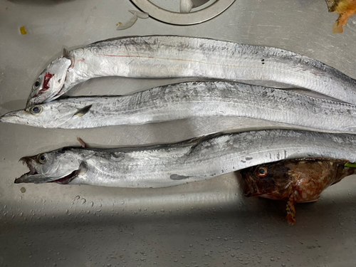 タチウオの釣果