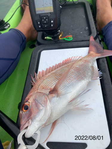 マダイの釣果