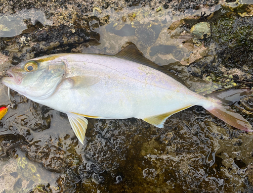 ショゴの釣果