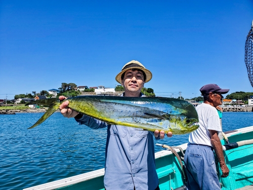 シイラの釣果