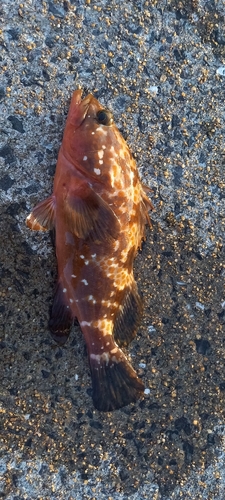 アコウの釣果