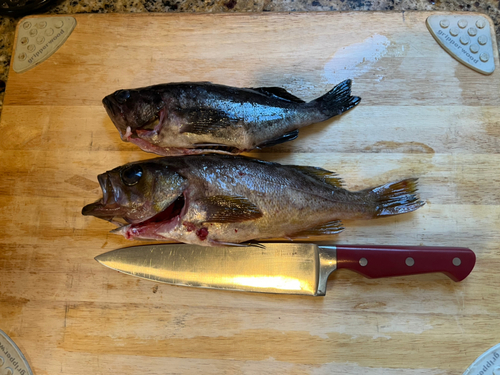 カサゴの釣果