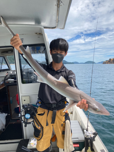 サメの釣果