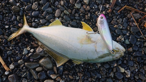 ショゴの釣果