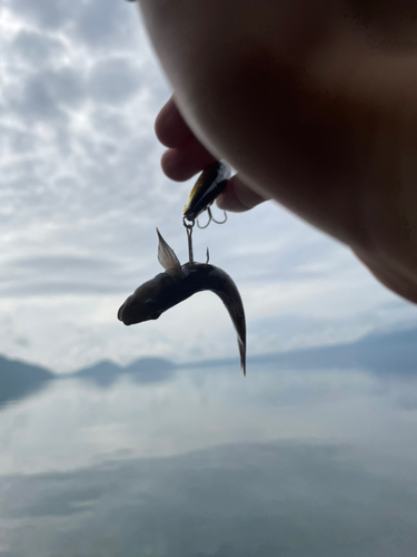 チチブの釣果