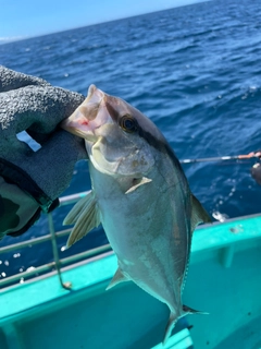 ヒレナガカンパチの釣果