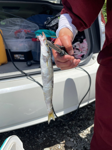 ヤマトカマスの釣果