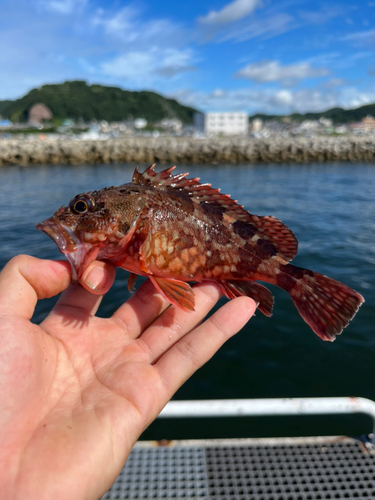 ガシラの釣果