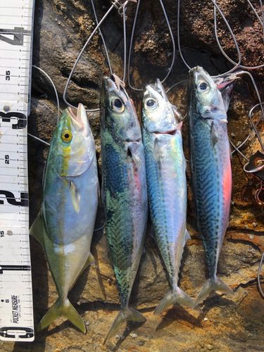 ツバスの釣果