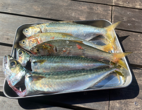 サバの釣果