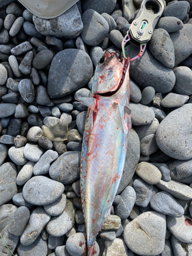 ソウダガツオの釣果