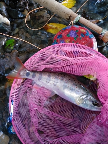 アマゴの釣果