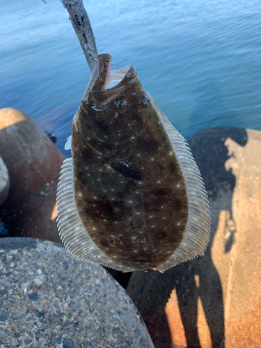 ソゲの釣果