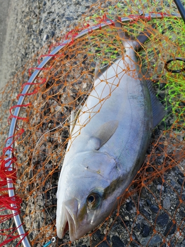 カンパチの釣果