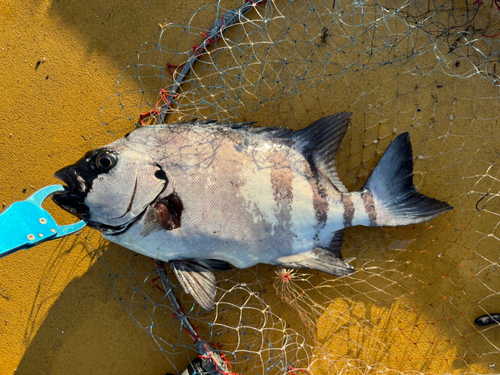 イシダイの釣果