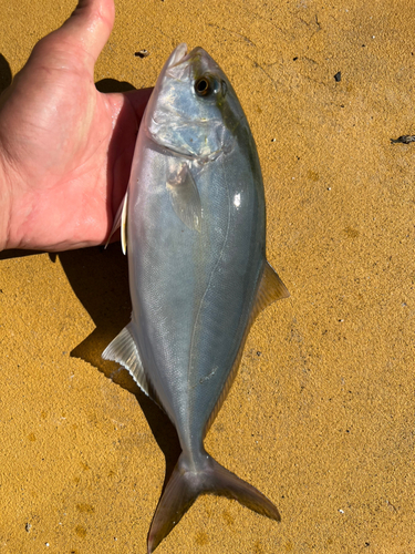 ショゴの釣果