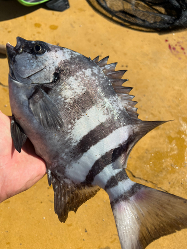 イシダイの釣果