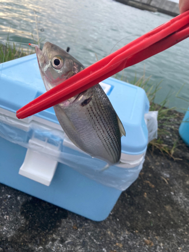 コノシロの釣果