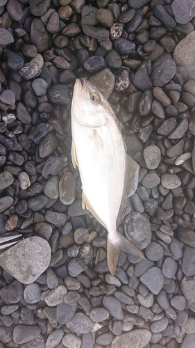 ショゴの釣果