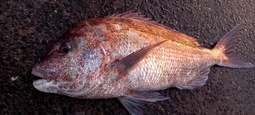 タイの釣果