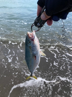 ワカシの釣果