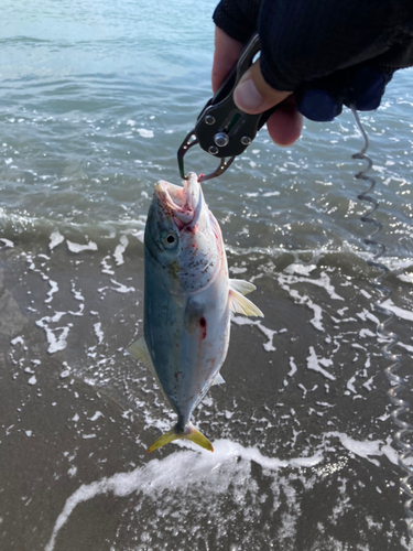 ワカシの釣果