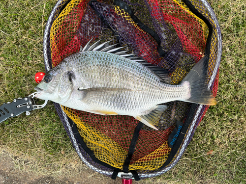 キビレの釣果