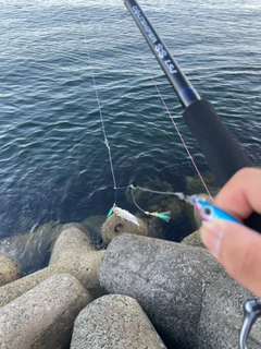 サバの釣果