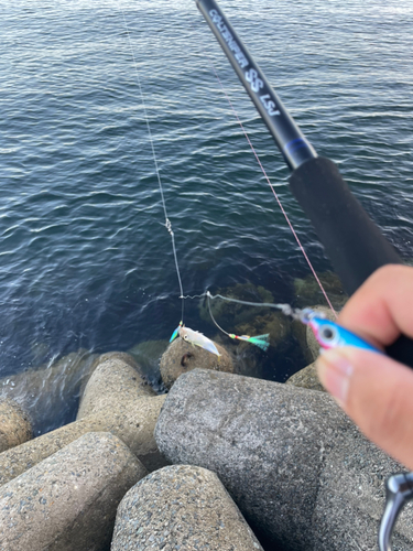 サバの釣果