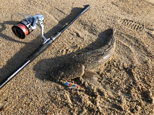 マゴチの釣果