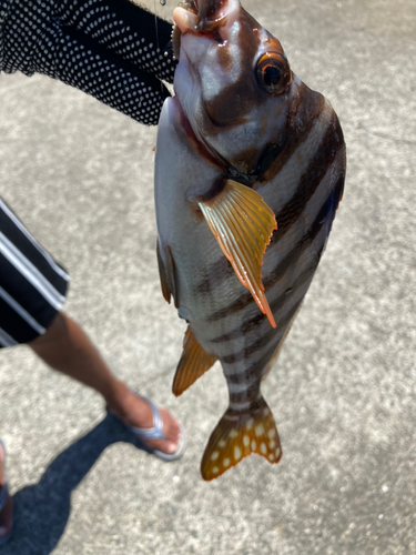 タカノハダイの釣果