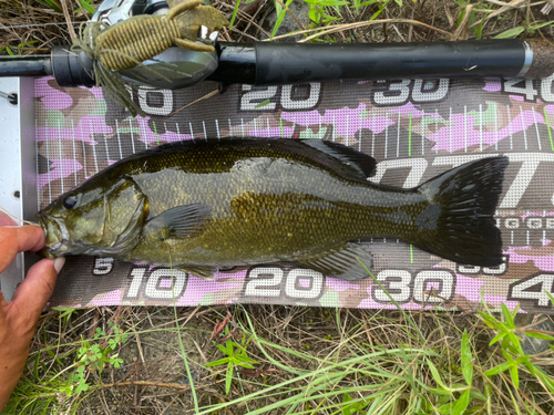 スモールマウスバスの釣果