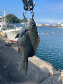 グレの釣果