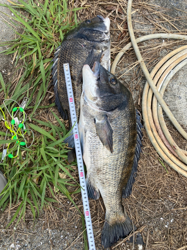 クロダイの釣果