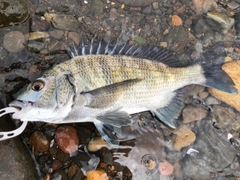 チヌの釣果