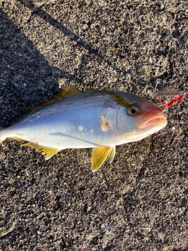 ショゴの釣果