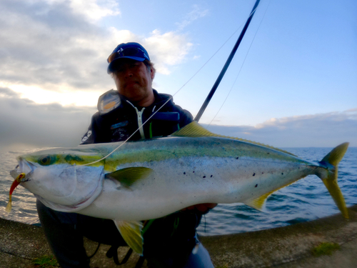 ブリの釣果