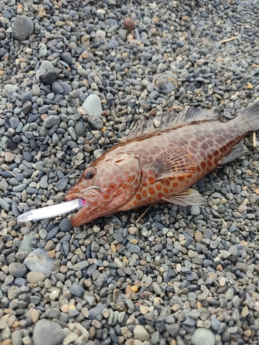 オオモンハタの釣果