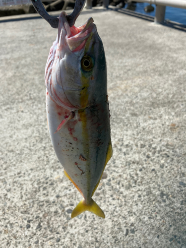 ツバイソの釣果