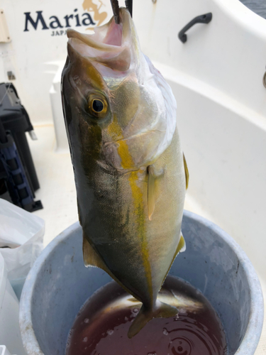 ネリゴの釣果