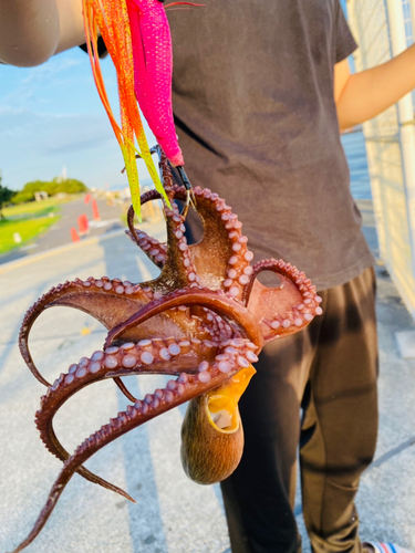 タコの釣果