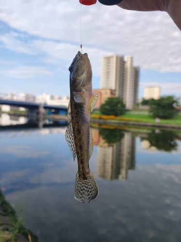 ハゼの釣果