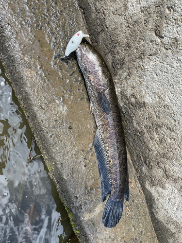 ライギョの釣果