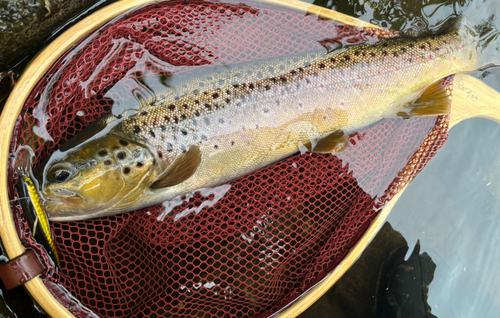 ブラウントラウトの釣果