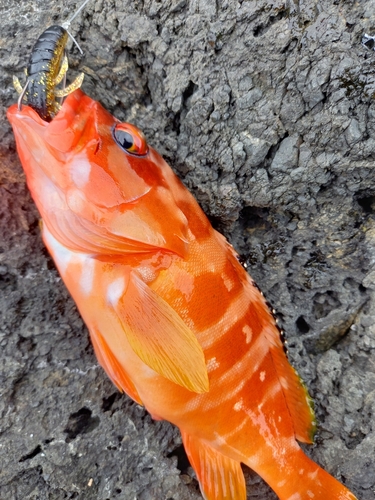 アカハタの釣果