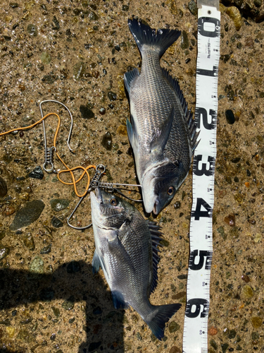 クロダイの釣果